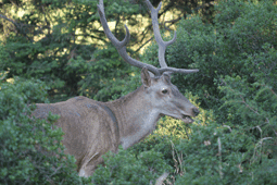 male deer