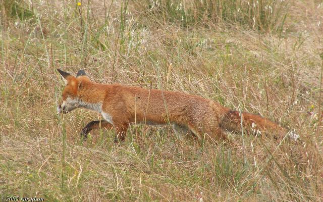 Αλεπού (Vulpes vulpes)