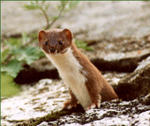 Νυφίτσα (Mustela nivalis)