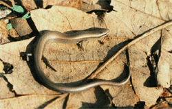 Snake-eyed skink (Ablepharus_kitaibellii)