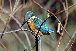 Common kingfisher (Alcedo_atthis)