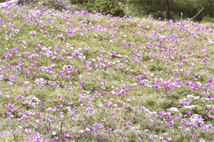 Ανεμώνες (Anemone pavonina)