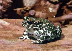 european green toad (Bufo_viridis)