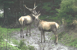 κόκκινα ελάφια (Cervus elaphus)