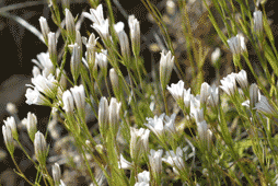 Κρινάκια (Gagea graeca)