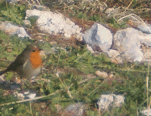 robin (Erithacus rubecula)