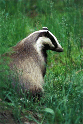 Badger (Meles_meles)