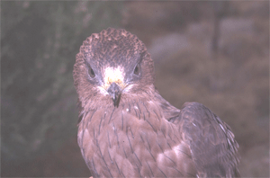 Honey buzzard (Pernis_apivorus)