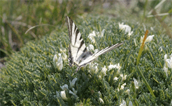 butterfly (Iphiclides podalirius)