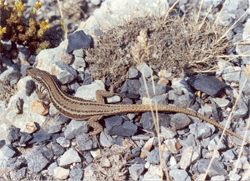 Common wall lizard (Podarcis_muralis)