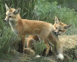 Red foxes (Vulpes vulpes)