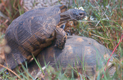 Marginated tortoise (Testudo_marginata)