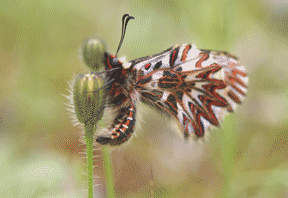 a rare butterfly (Zerynthia polyxena)