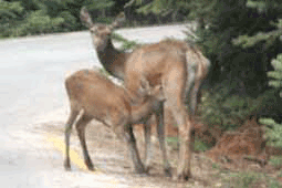 young deer breastfeeding from its mother